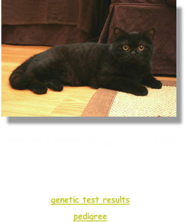 Black Smoke

Murphy is PKD negative and blood group Ab, 
at limited stud to suitably tested queens

genetic test results

pedigree