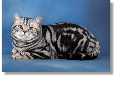 Grand Champion Graygees Gaius Marius
